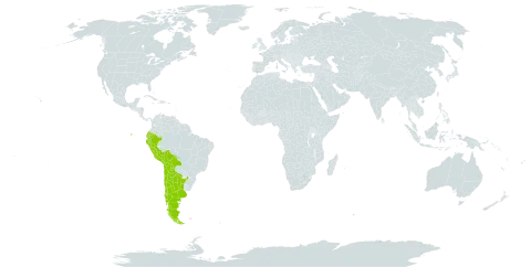 Senna birostris world distribution map, present in Argentina, American Samoa, Bolivia (Plurinational State of), Chile, Ecuador, and Peru