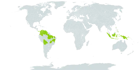 Senna hirsuta var. hirsuta world distribution map, present in Bonaire, Sint Eustatius and Saba, Bolivia (Plurinational State of), Brazil, Colombia, Guyana, Indonesia, Panama, Philippines, Papua New Guinea, Singapore, and Venezuela (Bolivarian Republic of)