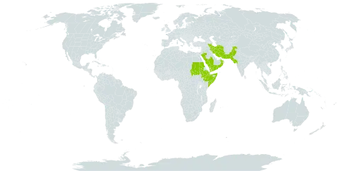 Senna holosericea world distribution map, present in Djibouti, Ethiopia, India, Iran (Islamic Republic of), Oman, Pakistan, Saudi Arabia, Sudan, Somalia, and Yemen