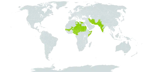 Senna italica subsp. italica world distribution map, present in Cameroon, Cabo Verde, Djibouti, Egypt, India, Iran (Islamic Republic of), Israel, Libya, Sri Lanka, Mali, Niger, Nigeria, Pakistan, Sudan, Senegal, Somalia, and Chad