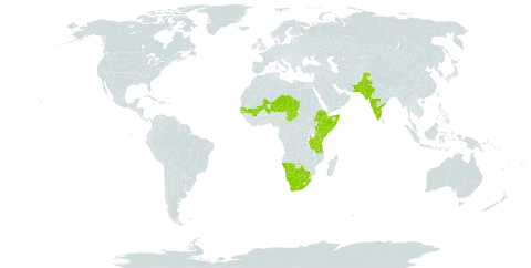 Senna italica subsp. micrantha world distribution map, present in Botswana, Djibouti, Ethiopia, India, Kenya, Mali, Namibia, Niger, Pakistan, Senegal, Somalia, Chad, Tanzania, United Republic of, Uganda, and South Africa