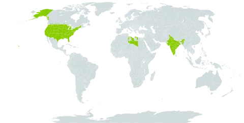 Senna marylandica world distribution map, present in India, Libya, and United States of America