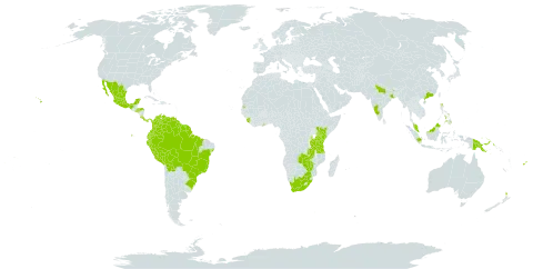 Senna multijuga world distribution map, present in American Samoa, Bonaire, Sint Eustatius and Saba, Bolivia (Plurinational State of), Brazil, China, Colombia, Costa Rica, Ecuador, Fiji, Ghana, French Guiana, Guyana, Honduras, Indonesia, India, Kenya, Sri Lanka, Mexico, Malaysia, New Zealand, Panama, Peru, Philippines, Papua New Guinea, Singapore, Sierra Leone, El Salvador, Suriname, Seychelles, Tanzania, United Republic of, Uganda, Uruguay, United States of America, Venezuela (Bolivarian Republic of), South Africa, Zambia, and Zimbabwe