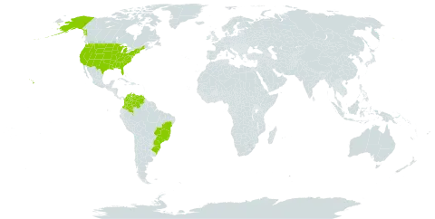 Senna multijuga subsp. lindleyana world distribution map, present in Brazil, Colombia, United States of America, and Venezuela (Bolivarian Republic of)