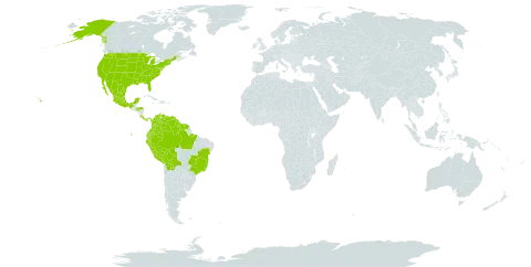 Senna multijuga subsp. multijuga world distribution map, present in American Samoa, Bonaire, Sint Eustatius and Saba, Bolivia (Plurinational State of), Brazil, Colombia, Costa Rica, Ecuador, French Guiana, Guyana, Honduras, Mexico, Panama, Peru, Suriname, United States of America, and Venezuela (Bolivarian Republic of)