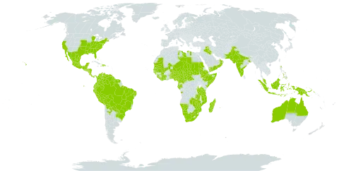 Senna obtusifolia world distribution map, present in Angola, Argentina, American Samoa, Australia, Burundi, Benin, Bonaire, Sint Eustatius and Saba, Burkina Faso, Bahamas, Belize, Bolivia (Plurinational State of), Brazil, Central African Republic, Côte d'Ivoire, Cameroon, Colombia, Comoros, Costa Rica, Dominican Republic, Ecuador, Ethiopia, Gabon, Ghana, Guinea, Guinea-Bissau, Equatorial Guinea, Guatemala, French Guiana, Guyana, Honduras, Haiti, Indonesia, India, Iraq, Kenya, Liberia, Libya, Sri Lanka, Madagascar, Mexico, Mali, Mozambique, Mauritania, Malawi, Malaysia, Mayotte, Namibia, Niger, Nigeria, Nicaragua, Oman, Pakistan, Panama, Peru, Philippines, Papua New Guinea, Paraguay, Réunion, Sudan, Senegal, Singapore, Sierra Leone, El Salvador, Somalia, Suriname, Chad, Togo, Tanzania, United Republic of, Uganda, United States of America, Venezuela (Bolivarian Republic of), Yemen, South Africa, Zambia, and Zimbabwe