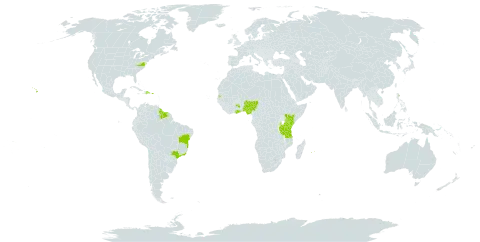 Senna polyphylla world distribution map, present in American Samoa, Bonaire, Sint Eustatius and Saba, Brazil, Dominican Republic, Ghana, Guyana, Kenya, Mauritius, Nigeria, Puerto Rico, Réunion, Suriname, Seychelles, Tanzania, United Republic of, and United States of America