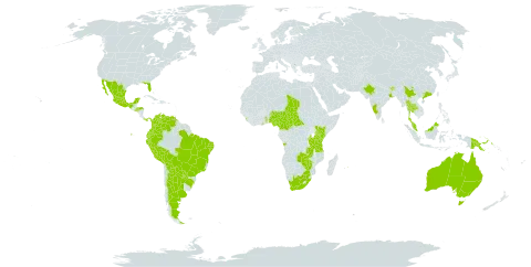 Senna spectabilis world distribution map, present in Angola, Argentina, American Samoa, Australia, Burundi, Bonaire, Sint Eustatius and Saba, Bolivia (Plurinational State of), Brazil, Bhutan, Central African Republic, China, Cameroon, Colombia, Ecuador, Ghana, Hong Kong, Honduras, India, Kenya, Sri Lanka, Mexico, Mauritius, Malawi, Malaysia, Nigeria, Panama, Peru, Papua New Guinea, Paraguay, Singapore, El Salvador, Chad, Togo, Thailand, Tanzania, United Republic of, Uganda, United States of America, Venezuela (Bolivarian Republic of), South Africa, Zambia, and Zimbabwe