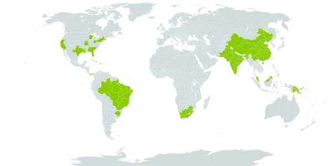 Sesamum indicum world distribution map, present in Brazil, China, India, Malaysia, Pakistan, Panama, Papua New Guinea, United States of America, and South Africa