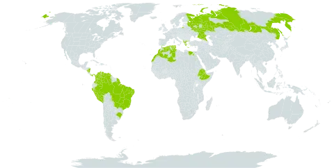 Sesbania exasperata world distribution map, present in Albania, American Samoa, Bonaire, Sint Eustatius and Saba, Brazil, Colombia, Algeria, Egypt, Ethiopia, Greece, French Guiana, Morocco, Nicaragua, Panama, Peru, Russian Federation, Tunisia, and Venezuela (Bolivarian Republic of)