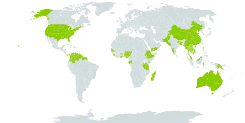 Sesbania javanica world distribution map, present in Australia, Bangladesh, China, Colombia, Cabo Verde, Cayman Islands, Djibouti, Ethiopia, Fiji, Gabon, Ghana, French Guiana, Guyana, Indonesia, India, Jamaica, Kenya, Cambodia, Lao People's Democratic Republic, Sri Lanka, Madagascar, Maldives, Marshall Islands, Myanmar, Northern Mariana Islands, Mauritius, Malawi, Malaysia, Nigeria, Nepal, Pakistan, Panama, Philippines, Papua New Guinea, Réunion, Senegal, Singapore, Sierra Leone, Suriname, Seychelles, Thailand, Taiwan, Province of China, Tanzania, United Republic of, United States of America, Venezuela (Bolivarian Republic of), Viet Nam, and Yemen