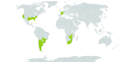 Sesbania punicea world distribution map, present in Argentina, Brazil, France, Lesotho, Mauritius, Malawi, United States of America, South Africa, Zambia, and Zimbabwe