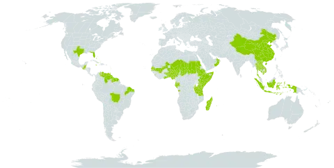 Sesbania sericea world distribution map, present in Angola, American Samoa, Burundi, Benin, Bahamas, Belize, Brazil, China, Ethiopia, Gabon, Ghana, Equatorial Guinea, Guatemala, French Guiana, Guyana, Indonesia, Jamaica, Kenya, Cambodia, Lao People's Democratic Republic, Sri Lanka, Madagascar, Mali, Martinique, Malawi, Niger, Nigeria, Oman, Réunion, Sudan, Senegal, Somalia, Suriname, Seychelles, Chad, Togo, Thailand, Trinidad and Tobago, Tanzania, United Republic of, Uganda, United States of America, Venezuela (Bolivarian Republic of), and Viet Nam