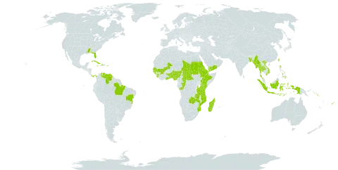 Setaria barbata world distribution map, present in Andorra, Benin, Bangladesh, Brazil, Central African Republic, Congo, Cuba, Djibouti, Dominica, Eritrea, Ethiopia, Fiji, Ghana, Guinea, Gambia, Guinea-Bissau, Haiti, Indonesia, Jamaica, Kenya, Madagascar, Mali, Myanmar, Mozambique, Mauritius, Nigeria, Panama, Philippines, Puerto Rico, Réunion, Sudan, Senegal, Solomon Islands, Sierra Leone, Seychelles, Chad, Togo, Thailand, Taiwan, Province of China, Tanzania, United Republic of, Uganda, United States of America, Venezuela (Bolivarian Republic of), Viet Nam, Yemen, and Zambia