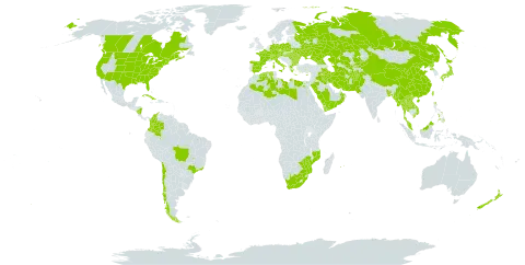 Setaria italica world distribution map, present in Afghanistan, Åland Islands, Austria, Bangladesh, Bulgaria, Brazil, Canada, Switzerland, Chile, China, Colombia, Cuba, Cayman Islands, Cyprus, Czech Republic, Germany, Algeria, Egypt, Spain, France, Micronesia (Federated States of), Georgia, Greece, Hungary, Iran (Islamic Republic of), Iraq, Italy, Japan, Kazakhstan, Kyrgyzstan, Lao People's Democratic Republic, Libya, Moldova (Republic of), Maldives, Myanmar, Mozambique, Mauritius, Malaysia, Nicaragua, Nepal, New Zealand, Oman, Pakistan, Philippines, Palau, Poland, Korea (Democratic People's Republic of), Réunion, Romania, Russian Federation, Saudi Arabia, Turks and Caicos Islands, Thailand, Turkmenistan, Taiwan, Province of China, Ukraine, United States of America, Uzbekistan, Viet Nam, Yemen, South Africa, and Zimbabwe