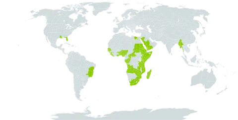 Setaria megaphylla world distribution map, present in Angola, Benin, Burkina Faso, Brazil, Central African Republic, Congo, Egypt, Eritrea, Ethiopia, Gabon, Ghana, Guinea, Gambia, Guinea-Bissau, Kenya, Liberia, Madagascar, Myanmar, Mozambique, Mauritius, Nigeria, Réunion, Rwanda, Saudi Arabia, Sudan, Senegal, Sierra Leone, Somalia, eSwatini, Togo, Tanzania, United Republic of, Uganda, United States of America, Yemen, South Africa, Zambia, and Zimbabwe