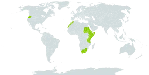 Setaria nigrirostris world distribution map, present in Djibouti, Eritrea, Ethiopia, Kenya, Lesotho, Morocco, Sudan, Somalia, eSwatini, Tanzania, United Republic of, Uganda, United States of America, and South Africa