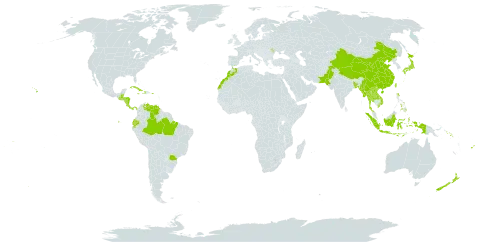 Setaria palmifolia world distribution map, present in Andorra, Bangladesh, Belize, Brazil, China, Costa Rica, Cuba, Dominica, Ecuador, Fiji, Guatemala, Honduras, Haiti, Indonesia, Jamaica, Japan, Lao People's Democratic Republic, Morocco, Moldova (Republic of), Myanmar, Norfolk Island, Nicaragua, Nepal, New Zealand, Pakistan, Panama, Philippines, Puerto Rico, Solomon Islands, Thailand, Taiwan, Province of China, United States of America, Venezuela (Bolivarian Republic of), Viet Nam, and Samoa