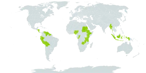 Setaria poiretiana world distribution map, present in Burkina Faso, Bolivia (Plurinational State of), Congo, Costa Rica, Ecuador, Ethiopia, Guyana, Honduras, Indonesia, Kenya, Myanmar, Nigeria, Nicaragua, Peru, Rwanda, Sudan, Suriname, Tanzania, United Republic of, Uganda, Venezuela (Bolivarian Republic of), and Zambia