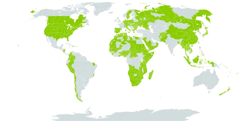 Setaria pumila world distribution map, present in Afghanistan, Angola, Åland Islands, Albania, Andorra, Austria, Benin, Burkina Faso, Bangladesh, Bulgaria, Brazil, Botswana, Central African Republic, Canada, Switzerland, Chile, China, Cook Islands, Colombia, Cyprus, Czech Republic, Germany, Djibouti, Dominica, Algeria, Egypt, Eritrea, Spain, Ethiopia, Fiji, France, Micronesia (Federated States of), Georgia, Ghana, Guinea, Gambia, Guinea-Bissau, Greece, Haiti, Hungary, Indonesia, Italy, Jamaica, Japan, Kenya, Kuwait, Lao People's Democratic Republic, Libya, Lesotho, Morocco, Moldova (Republic of), Madagascar, Mali, Myanmar, Mozambique, Mauritania, Mauritius, Malaysia, Namibia, Norfolk Island, Nigeria, Nicaragua, Netherlands, Nepal, New Zealand, Oman, Pakistan, Pitcairn, Peru, Philippines, Palau, Poland, Puerto Rico, Korea (Democratic People's Republic of), Portugal, Réunion, Romania, Russian Federation, Rwanda, Saudi Arabia, Sudan, Senegal, Singapore, Solomon Islands, Sierra Leone, Somalia, Sweden, eSwatini, Chad, Togo, Thailand, Tonga, Tunisia, Taiwan, Province of China, Tanzania, United Republic of, Uganda, Ukraine, United States of America, Viet Nam, Vanuatu, Samoa, Yemen, South Africa, Zambia, and Zimbabwe