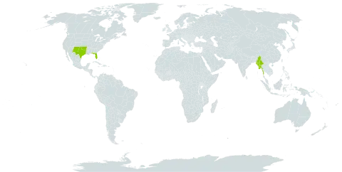 Setaria reverchonii world distribution map, present in Myanmar and United States of America