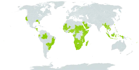 Setaria sphacelata world distribution map, present in Angola, Åland Islands, Andorra, Benin, Burkina Faso, Bangladesh, Brazil, Botswana, Central African Republic, Congo, Cook Islands, Cabo Verde, Costa Rica, Ecuador, Eritrea, Ethiopia, Fiji, Gabon, Ghana, Guinea, Gambia, Guinea-Bissau, Honduras, Indonesia, Kenya, Lao People's Democratic Republic, Lesotho, Madagascar, Mali, Myanmar, Mozambique, Mauritania, Mauritius, Namibia, Nigeria, Nicaragua, Philippines, Paraguay, Réunion, Rwanda, Saudi Arabia, Sudan, Senegal, Solomon Islands, Sierra Leone, Somalia, eSwatini, Chad, Togo, Thailand, Taiwan, Province of China, Tanzania, United Republic of, Uganda, Uruguay, United States of America, Viet Nam, Samoa, Yemen, South Africa, Zambia, and Zimbabwe