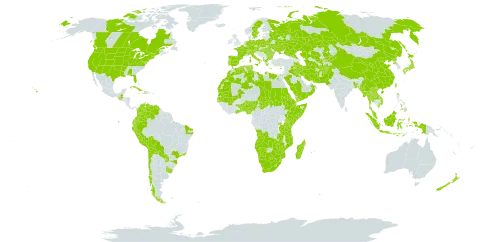 Setaria verticillata world distribution map, present in Afghanistan, Angola, Åland Islands, Albania, Andorra, Austria, Benin, Burkina Faso, Bangladesh, Bulgaria, Bahamas, Belarus, Bermuda, Bolivia (Plurinational State of), Brazil, Botswana, Canada, Switzerland, Chile, China, Colombia, Cuba, Cyprus, Czech Republic, Germany, Djibouti, Dominica, Algeria, Ecuador, Egypt, Eritrea, Spain, Ethiopia, France, Micronesia (Federated States of), Ghana, Gambia, Greece, Guatemala, Haiti, Hungary, Indonesia, Iran (Islamic Republic of), Iraq, Italy, Japan, Kazakhstan, Kenya, Kyrgyzstan, Kuwait, Lao People's Democratic Republic, Libya, Lesotho, Morocco, Madagascar, Mali, Myanmar, Mozambique, Mauritania, Mauritius, Malaysia, Namibia, Norfolk Island, Nigeria, Netherlands, Nepal, New Zealand, Oman, Pakistan, Pitcairn, Peru, Philippines, Palau, Poland, Korea (Democratic People's Republic of), Portugal, Paraguay, Réunion, Romania, Russian Federation, Rwanda, Saudi Arabia, Sudan, Senegal, Singapore, Somalia, Sweden, eSwatini, Turks and Caicos Islands, Chad, Togo, Thailand, Turkmenistan, Tunisia, Taiwan, Province of China, Tanzania, United Republic of, Uganda, Ukraine, Uruguay, United States of America, Uzbekistan, Venezuela (Bolivarian Republic of), Viet Nam, Yemen, South Africa, Zambia, and Zimbabwe