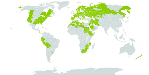 Sherardia arvensis world distribution map, present in Albania, Austria, Bulgaria, Belarus, Bermuda, Bolivia (Plurinational State of), Canada, Switzerland, Costa Rica, Cuba, Cyprus, Czech Republic, Germany, Denmark, Algeria, Ecuador, Spain, Ethiopia, Finland, France, Greece, Haiti, Hungary, Ireland, Iran (Islamic Republic of), Iraq, Italy, Kazakhstan, Libya, Morocco, Mozambique, Norfolk Island, Netherlands, Norway, New Zealand, Peru, Palau, Poland, Portugal, Romania, Russian Federation, Saudi Arabia, Sudan, Singapore, Sweden, Turks and Caicos Islands, Turkmenistan, Tunisia, Taiwan, Province of China, Ukraine, Uruguay, United States of America, South Africa, and Zimbabwe