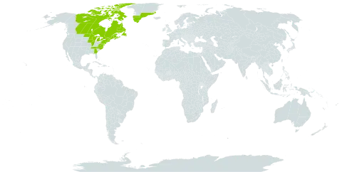 Sibbaldia tridentata world distribution map, present in Canada, France, Greenland, Saint Pierre and Miquelon, and United States of America