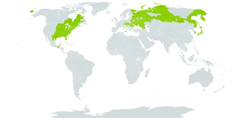 Sicyos angulatus world distribution map, present in Austria, Belarus, Canada, Czech Republic, Georgia, Croatia, Hungary, Italy, Japan, Korea (Republic of), Mexico, Romania, Russian Federation, Slovakia, Ukraine, and United States of America