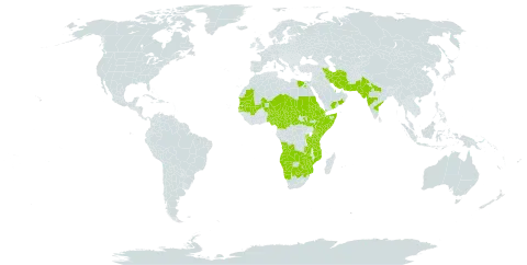 Sida ovata world distribution map, present in Angola, Burundi, Burkina Faso, Botswana, Central African Republic, Cameroon, Djibouti, Egypt, Eritrea, Ethiopia, India, Iran (Islamic Republic of), Kenya, Mali, Mozambique, Mauritania, Namibia, Niger, Nigeria, Oman, Pakistan, Qatar, Rwanda, Saudi Arabia, Sudan, Senegal, Somalia, South Sudan, Chad, Tanzania, United Republic of, Uganda, Yemen, South Africa, Zambia, and Zimbabwe