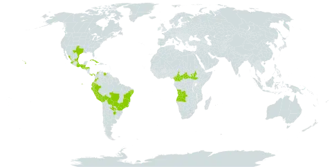 Sidastrum paniculatum world distribution map, present in Angola, Argentina, Belize, Bolivia (Plurinational State of), Brazil, Central African Republic, Cameroon, Colombia, Cuba, Ecuador, Spain, Guatemala, Honduras, Jamaica, Mexico, Panama, Peru, Paraguay, South Sudan, Uganda, United States of America, and Venezuela (Bolivarian Republic of)