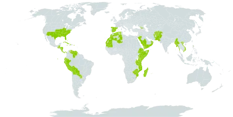 Sideroxylon world distribution map, present in Aruba, Afghanistan, Åland Islands, Bahamas, Belize, Bolivia (Plurinational State of), Cook Islands, Costa Rica, Cuba, Cayman Islands, Djibouti, Dominica, Algeria, Ecuador, Spain, Ethiopia, Georgia, Guatemala, Honduras, Haiti, Jamaica, Kenya, Morocco, Madagascar, Myanmar, Mozambique, Mauritania, Mauritius, Nicaragua, Oman, Pakistan, Panama, Pitcairn, Peru, Puerto Rico, Paraguay, Réunion, Saudi Arabia, Somalia, eSwatini, Tanzania, United Republic of, United States of America, Venezuela (Bolivarian Republic of), Viet Nam, Yemen, and Zimbabwe