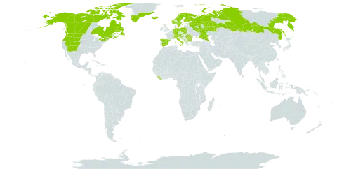 Silene acaulis world distribution map, present in Albania, Andorra, Austria, Bulgaria, Canada, Switzerland, Germany, Spain, Finland, France, United Kingdom of Great Britain and Northern Ireland, Greenland, Croatia, Iceland, Italy, Liberia, Liechtenstein, North Macedonia, Montenegro, Norway, Poland, Romania, Russian Federation, Slovakia, Slovenia, Sweden, and United States of America