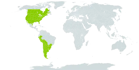 Silene antirrhina world distribution map, present in Argentina, Bolivia (Plurinational State of), Brazil, Canada, Chile, Mexico, Peru, Paraguay, Uruguay, and United States of America