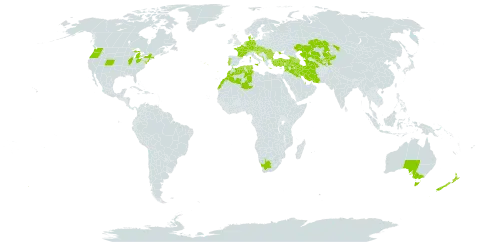 Silene conica world distribution map, present in Afghanistan, Albania, Armenia, Australia, Austria, Azerbaijan, Bulgaria, Bosnia and Herzegovina, Switzerland, Czech Republic, Germany, Denmark, Algeria, Spain, France, United Kingdom of Great Britain and Northern Ireland, Georgia, Greece, Croatia, Hungary, Iran (Islamic Republic of), Iraq, Italy, Kazakhstan, Kyrgyzstan, Kuwait, Luxembourg, Morocco, North Macedonia, Montenegro, Netherlands, New Zealand, Portugal, Qatar, Romania, Saudi Arabia, Serbia, Slovakia, Slovenia, Syrian Arab Republic, Tajikistan, Turkmenistan, Tunisia, Turkey, Ukraine, United States of America, Uzbekistan, and South Africa