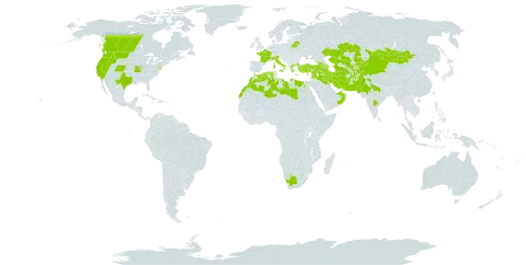 Silene conoidea world distribution map, present in Afghanistan, Anguilla, United Arab Emirates, Armenia, Azerbaijan, Belarus, Canada, China, Cyprus, Algeria, Egypt, Spain, France, Georgia, Greece, India, Iran (Islamic Republic of), Iraq, Israel, Italy, Kazakhstan, Kyrgyzstan, Kuwait, Lebanon, Libya, Morocco, Mongolia, Nepal, Oman, Pakistan, Saudi Arabia, Syrian Arab Republic, Tajikistan, Turkmenistan, Turkey, United States of America, Uzbekistan, and South Africa