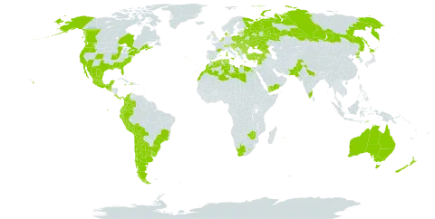 Silene gallica world distribution map, present in Afghanistan, Albania, Andorra, Argentina, Australia, Austria, Belgium, Bulgaria, Bosnia and Herzegovina, Belarus, Bolivia (Plurinational State of), Brazil, Canada, Switzerland, Chile, Colombia, Cabo Verde, Costa Rica, Cyprus, Denmark, Algeria, Ecuador, Egypt, Spain, France, United Kingdom of Great Britain and Northern Ireland, Georgia, Gibraltar, Greece, Guatemala, Croatia, Haiti, Hungary, India, Israel, Italy, Jamaica, Japan, Lebanon, Libya, Lesotho, Latvia, Morocco, Mexico, North Macedonia, Malta, Montenegro, Mauritius, Netherlands, New Zealand, Pakistan, Panama, Peru, Poland, Korea (Democratic People's Republic of), Portugal, Réunion, Romania, Russian Federation, Saudi Arabia, El Salvador, Serbia, Slovakia, Slovenia, Syrian Arab Republic, Timor-Leste, Tunisia, Turkey, Ukraine, Uruguay, United States of America, Yemen, South Africa, and Zimbabwe