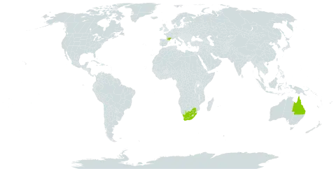 Silene nocturna world distribution map, present in Australia, France, and South Africa