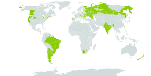 Silene pendula world distribution map, present in Argentina, Austria, Brazil, Canada, Spain, Estonia, France, Georgia, Greece, Croatia, India, Italy, Malta, New Zealand, Portugal, Romania, Russian Federation, Serbia, Taiwan, Province of China, Ukraine, Uruguay, United States of America, and South Africa