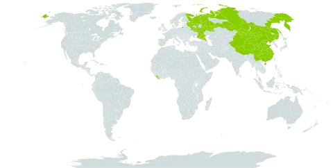 Silene samojedorum world distribution map, present in China, Liberia, Mongolia, and Russian Federation