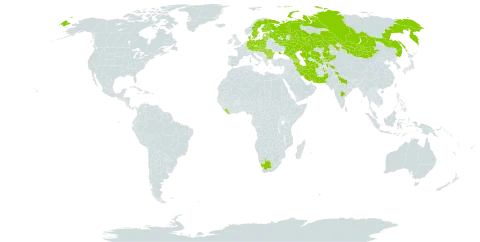 Silene viscosa world distribution map, present in Afghanistan, Armenia, Austria, Azerbaijan, Bulgaria, Czech Republic, Germany, Denmark, Estonia, Finland, Georgia, Hungary, India, Iran (Islamic Republic of), Kazakhstan, Kyrgyzstan, Liberia, Lithuania, Latvia, North Macedonia, Mongolia, Pakistan, Poland, Romania, Russian Federation, Serbia, Slovakia, Sweden, Turkmenistan, Ukraine, Uzbekistan, and South Africa