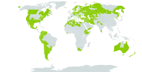 Silybum marianum world distribution map, present in Afghanistan, Anguilla, Albania, Andorra, Argentina, Armenia, Australia, Austria, Azerbaijan, Belgium, Bulgaria, Bosnia and Herzegovina, Belarus, Bolivia (Plurinational State of), Brazil, Canada, Switzerland, Chile, Colombia, Cyprus, Germany, Denmark, Algeria, Ecuador, Egypt, Spain, Estonia, Ethiopia, Falkland Islands (Malvinas), France, United Kingdom of Great Britain and Northern Ireland, Georgia, Gibraltar, Greece, Croatia, India, Iran (Islamic Republic of), Iraq, Iceland, Israel, Italy, Jordan, Kazakhstan, Kuwait, Lebanon, Liberia, Libya, Liechtenstein, Lithuania, Latvia, Morocco, Moldova (Republic of), Mexico, North Macedonia, Malta, Montenegro, Netherlands, Norway, New Zealand, Pakistan, Peru, Poland, Korea (Democratic People's Republic of), Portugal, Romania, Russian Federation, Saudi Arabia, Serbia, Slovakia, Slovenia, Sweden, Syrian Arab Republic, Tajikistan, Turkmenistan, Tunisia, Turkey, Ukraine, Uruguay, United States of America, Uzbekistan, Venezuela (Bolivarian Republic of), Yemen, and South Africa