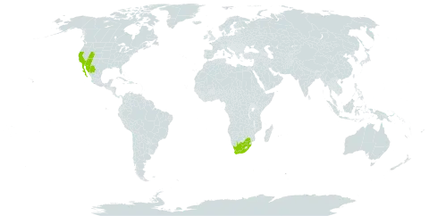 Simmondsia chinensis world distribution map, present in Spain, Mexico, United States of America, and South Africa