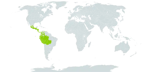 Siparuna thecaphora world distribution map, present in Belize, Bolivia (Plurinational State of), Brazil, Colombia, Costa Rica, Ecuador, Guatemala, Honduras, Mexico, Nicaragua, Panama, Peru, and Venezuela (Bolivarian Republic of)