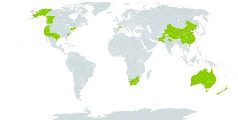 Sisymbrium orientale world distribution map, present in Australia, Canada, China, France, India, New Zealand, Pakistan, United States of America, and South Africa