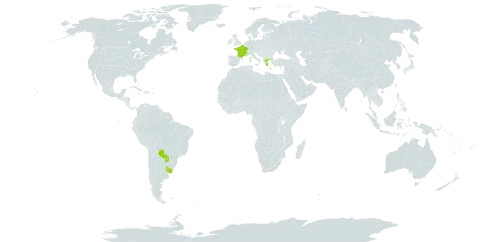 Sisyrinchium laxum world distribution map, present in France, Greece, Paraguay, and Uruguay