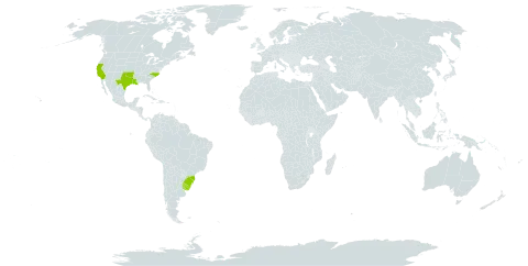 Sisyrinchium minus world distribution map, present in Brazil, Uruguay, and United States of America