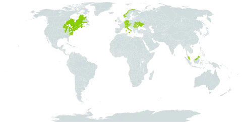 Sisyrinchium montanum var. crebrum world distribution map, present in Austria, Canada, Switzerland, Czech Republic, Germany, France, Ireland, Italy, Malaysia, Norway, Romania, Ukraine, and United States of America