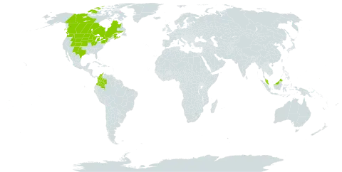 Sisyrinchium montanum var. montanum world distribution map, present in Canada, Colombia, Micronesia (Federated States of), Malaysia, and United States of America